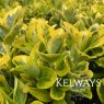 Euonymus japonicus 'Ovatus Aureus' (v)