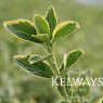Euonymus japonicus 'President Gauthier'