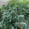 Euphorbia amygdaloides var. robbiae (2 litre pot)