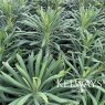 Euphorbia characias subsp wulfenii 'Shorty'