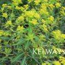 Euphorbia cornigera 'Goldener Turm'