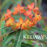 Euphorbia griffithii 'Fireglow'