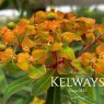 Euphorbia griffithii 'Fireglow'