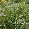 Euphorbia DIAMOND FROST ('Inneuphe' PBR)