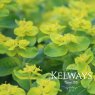 Euphorbia oblongata