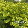Euphorbia x martini