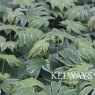 Fatsia japonica 'Tsumugi-shibori' (v)