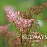 Filipendula rubra 'Venusta'
