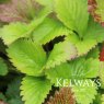 Fragaria vesca (F)