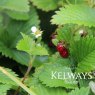 Fragaria vesca (F)