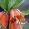 Fritillaria imperialis 'Aurora' (3 litre pot)