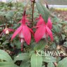 Fuchsia Lady Thumb