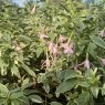 Fuchsia magellanica var. molinae 'Sharpitor'