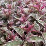 Fuchsia 'Sunray' (v)