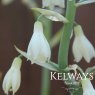 Galtonia candicans (3 bulbs)