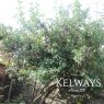 Garrya elliptica