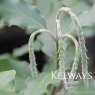 Garrya elliptica