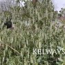 Garrya elliptica
