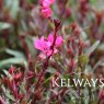 Oenothera lindheimeri Belleza Dark Pink ('Kleau04263') (Belleza Series) (G)