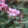Oenothera Lillipop Pink ('Redgapi' PBR) (G)