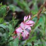 Oenothera lindheimeri Rosyjane ('Harrosy' PBR) (G)