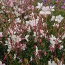Oenothera lindheimeri Rosyjane ('Harrosy' PBR) (G)