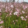 Oenothera lindheimeri Rosyjane ('Harrosy' PBR) (G)