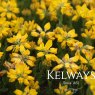 Genista hispanica