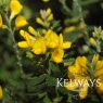 Genista 'Porlock' (3 litre pot)