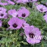 Geranium (Cinereum Group) 'Ballerina'