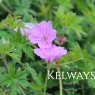 Geranium 'Blushing Turtle' PBR