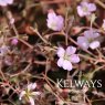 Geranium 'Dusky Rose'