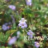 Geranium nodosum (3 litre pot)