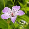 Geranium nodosum (3 litre pot)