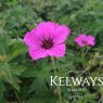 Geranium Patricia ('Brempat')