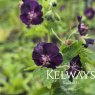 Geranium phaeum 'Raven'