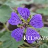 Geranium 'Philippe Vapelle' (9cm pot)
