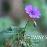 Geranium pyrenaicum 'Bill Wallis'