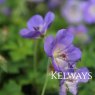Geranium Rozanne ('Gerwat' PBR)
