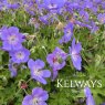 Geranium Rozanne ('Gerwat' PBR)