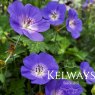Geranium Rozanne ('Gerwat' PBR)