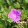 Geranium sanguineum