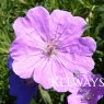 Geranium sanguineum 'Glenluce'