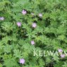 Geranium shikokianum