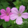 Geranium x oxonianum 'Wargrave Pink' (2 litre pot)