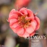 Geum 'Flames of Passion' PBR