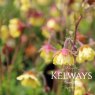 Geum 'Lisanne'