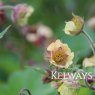 Geum 'Mrs W. Moore'