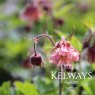 Geum 'Pink Frills'