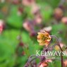Geum 'Savanna Sunset'
